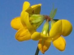 Lotus corniculatus